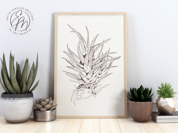 Aloe Plant Botanical Wall Art, Vintage Style Digital Drawing, Printable  Sketch, Instant Download. - Etsy