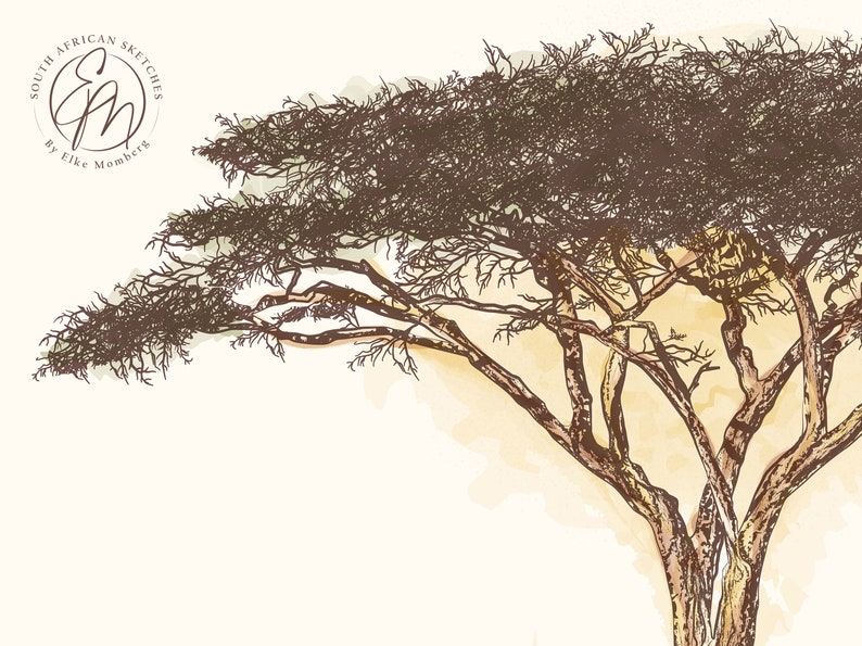 Umbrella Thorn Tree Botanical Wall Art, Watercolor Style Digital