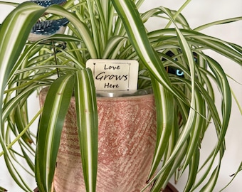 May include: A potted spider plant with green and white striped leaves in a terracotta pot. A small wooden sign with the text "Love Grows Here" is placed in the pot.