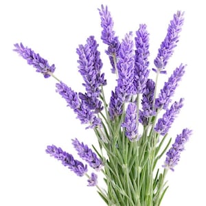 Op de afbeelding: Een close-up van een bos lavendelbloemen. De bloemen zijn helderpaars, met groene stelen en bladeren. De afbeelding is tegen een witte achtergrond geplaatst.