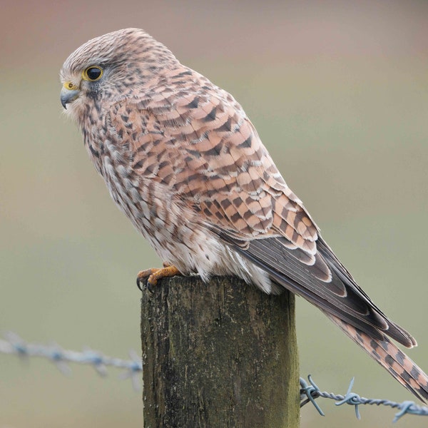 Kestrel Perched - Digital Download