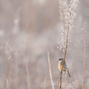 Stonechat Perched on a Stem - Digital Download