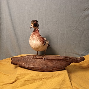 Wood Duck 3D Paper Craft Model - Bird Watching Academy