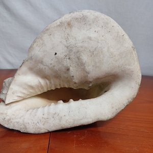 shell, vintage