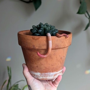 以下が含まれることがあります： 緑色の多肉植物と赤と白のミミズが2匹入ったテラコッタ製の鉢。ミミズが1匹、鉢の縁からぶら下がっている。