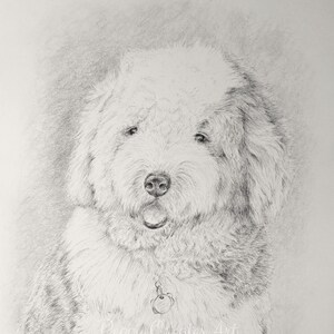 Custom Hand Drawn Pet Portrait