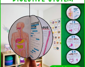 Digestive System 3D Craft Activity | Science Craft Activity | Human Body Systems