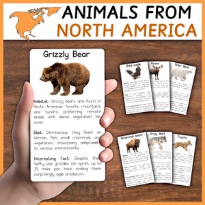 Animaux d'Amérique du Nord | Animaux d'Amérique du Nord | Cartes mémoire | Cartes d'information