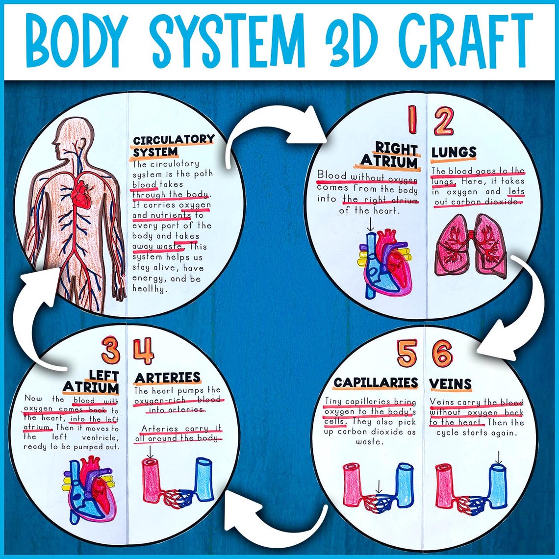 Circulatory System 3D Craft Activity | Science Craft Activity | Body ...
