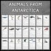 Animals From Antarctica | Antarctic Animals | Flashcards | Animals ...