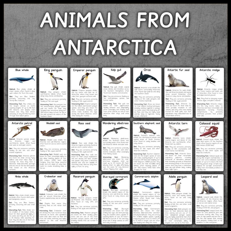 Animals From Antarctica | Antarctic Animals | Flashcards | Animals ...