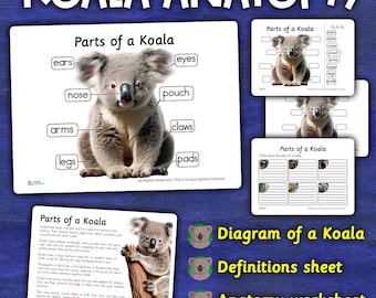 Koala Anatomy Parts of a Koala Labeled Body Parts of a Koala Anatomy