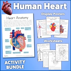 May include: A colorful educational resource for learning about the human heart. The set includes posters, worksheets, and an activity bundle. The posters feature illustrations of the heart and circulatory system, while the worksheets include labeling activities and coloring pages. The text on the posters includes "Human Heart", "Heart Anatomy", "Display Posters", "Did you know", "Why is our Heart so important?", "The Heart", "Worksheets", "The Circulatory System", "Heart Anatomy", "Why is our Heart so important?", "The Heart", and "Activity Bundle".