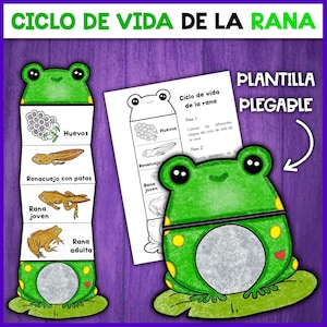 Puede incluir: Una colorida manualidad educativa con temática de rana. El diseño incluye una plantilla verde con forma de rana con un corazón y una hoja, y un diagrama plegable que ilustra las etapas del ciclo de vida de la rana. El texto incluye "Ciclo de Vida de la Rana".