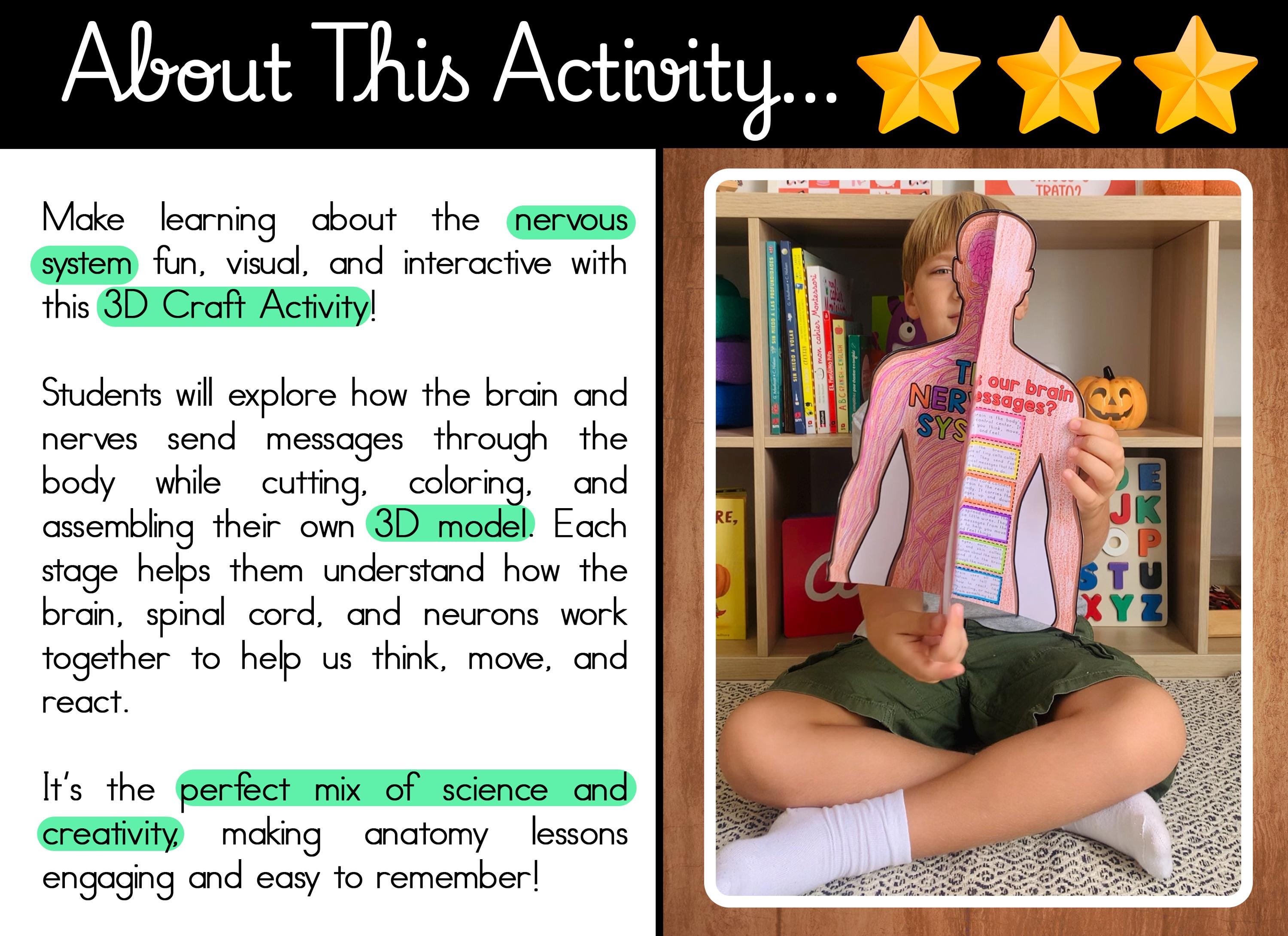 Nervous System 3D Craft | Human Body Science Activity | Printable ...