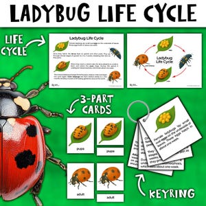Puede incluir: Un conjunto de aprendizaje sobre el ciclo de vida de la mariquita con tarjetas de 3 partes y un llavero. Las tarjetas muestran la mariquita en sus diferentes etapas: huevo, larva, pupa y adulto. El llavero tiene una tarjeta con información sobre el ciclo de vida de la mariquita.