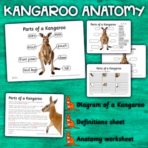 Kangaroo Anatomy Parts of a Kangaroo Labelled Diagram Kangaroo Display Poster Kangaroo Parts Anatomy of a Kangaroo All About Kangaroos