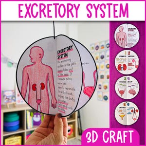 Op de afbeelding: Een 3D-knutselwerk met de titel "EXCRETORY SYSTEM" met een diagram van het menselijk uitscheidingsstelsel, inclusief nieren, urineleiders, blaas, hersenen en urethra. De tekst legt de functie van het systeem uit.