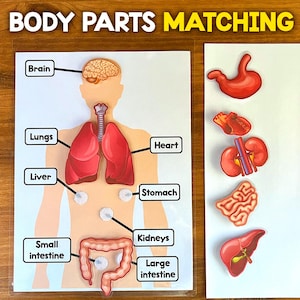 Body Organs Matching Activity | Human Body Anatomy Activity | Parts of the Body Activity