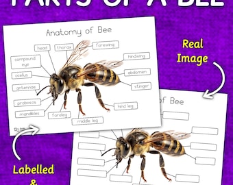 Teile einer Biene | Bienen-Anatomie-Diagramm | Beschriftetes Diagramm einer Biene