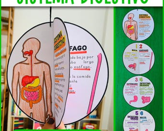 Digestive System Craft | Science Activity | Spanish Digestive System | Parts of the Digestive System | Organs of the Digestive System