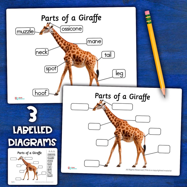 Giraffe Anatomy Parts of a Giraffe Diagram Giraffe Parts Labeled