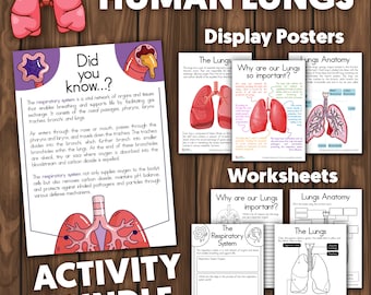 Lungs Activity Bundle Human Lungs Activity Lungs and Respiratory System Activity Bundle Human Body Printable Human Body Organs Activity Unit
