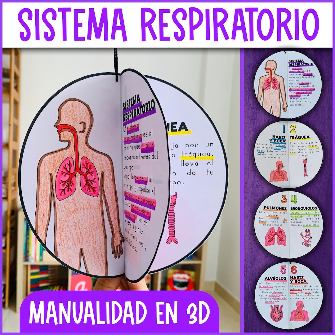 Respiratory System Craft | Spanish Respiratory System | Science in ...