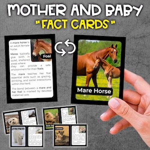 Mother and Baby Wild Animals Fact Cards Mother and Baby Animals Flash Cards Mother and Baby Wild Animals Information Cards Wild Animals Unit