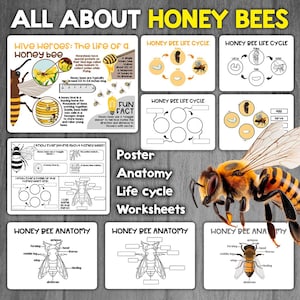 Puede incluir: Un conjunto de hojas de trabajo imprimibles en blanco y negro sobre las abejas. Las hojas de trabajo incluyen información sobre el ciclo de vida de la abeja, su anatomie y datos curiosos. Las hojas de trabajo son perfectas para los niños que aprenden sobre los insectos.