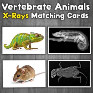 Vertebrate X-Ray Matching | Vertebrates and Invertebrates Activity | Montessori Animals Matching Activity