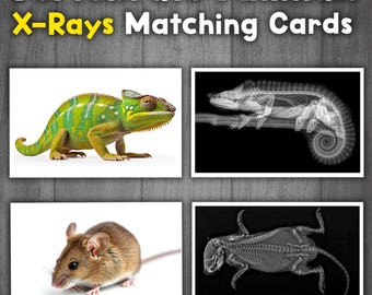 Vertebrate X-Ray Matching | Vertebrates and Invertebrates Activity | Montessori Animals Matching Activity