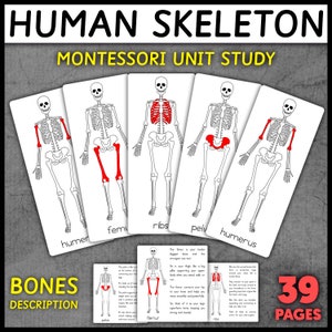 Menselijk skelet Montessorikaarten 3-delige kaarten Nomenclatuurkaarten Montessori Menselijk lichaam Eenheid Botten Anatomie Anatomiekaarten van het menselijk lichaam