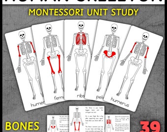 Human Skeleton Montessori Cards 3-Part Cards Nomenclature Cards Montessori Human Body Unit Bones Anatomy Human Body Anatomy Cards