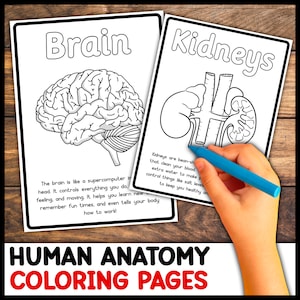 Human Anatomy Coloring Pages | Human Body Organs For Kids