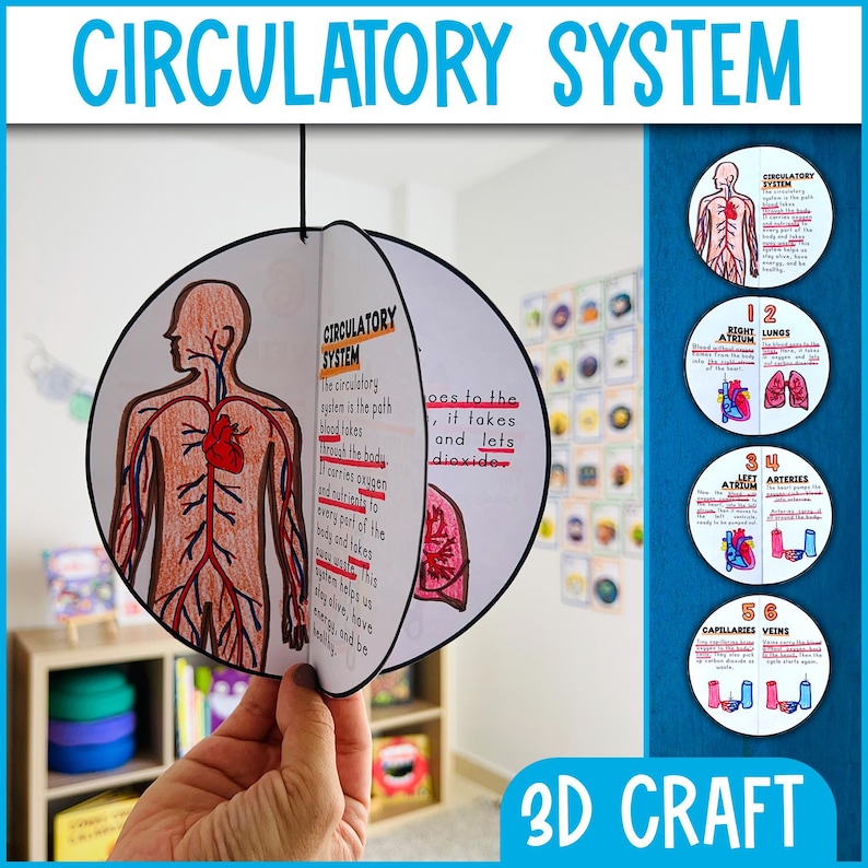 Circulatory System 3D Craft Activity | Science Craft Activity | Body ...