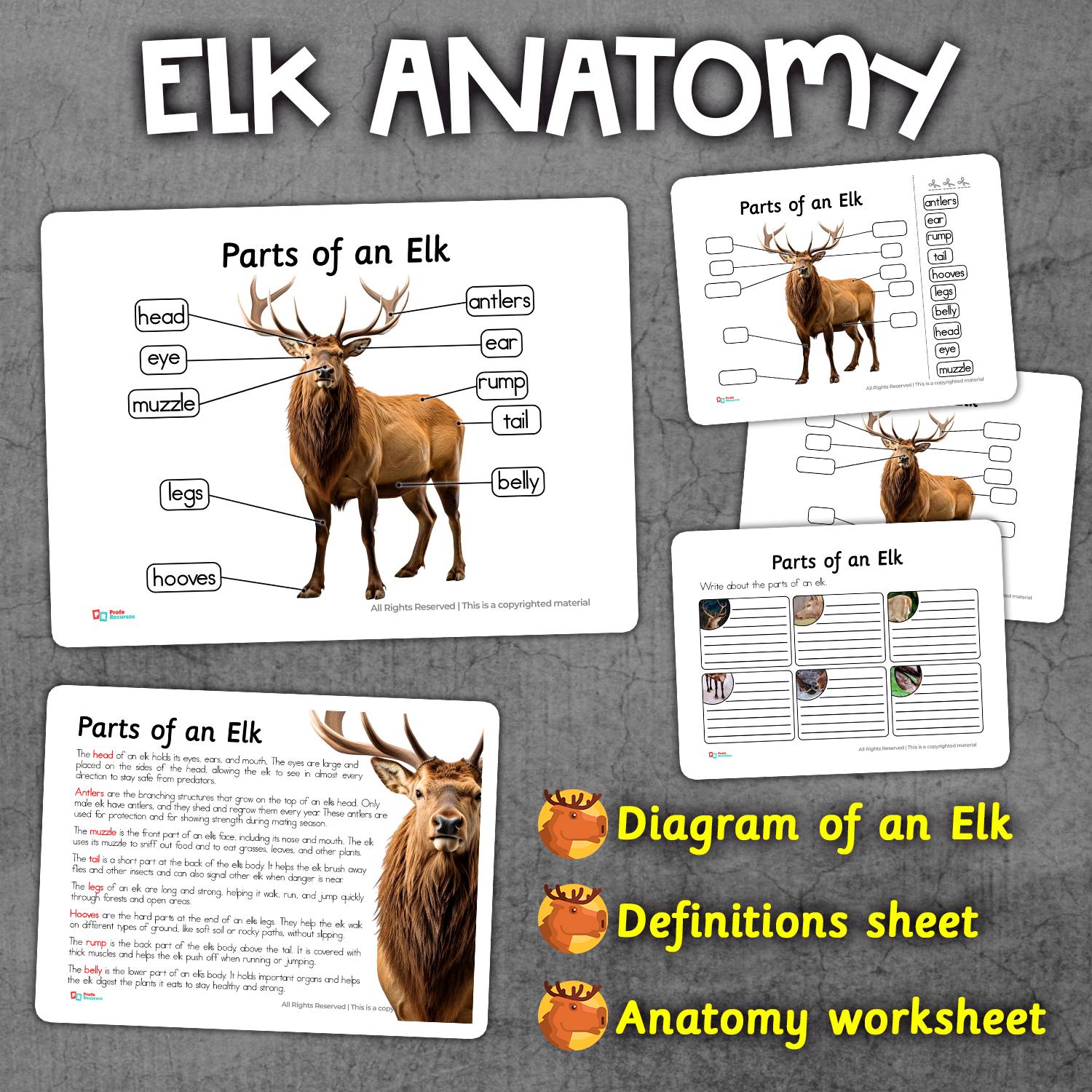 Anatomy of an Elk Labeled Elk Diagram Anatomy Parts of Elks Body Parts