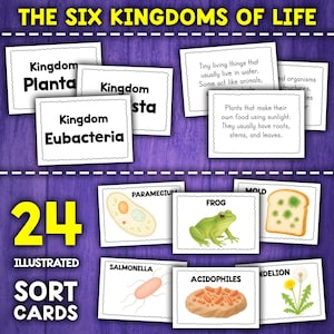 Puede incluir: 24 tarjetas de clasificación ilustradas para aprender sobre los seis reinos de la vida: Eubacterias, Protistas, Hongos, Plantas, Animales y Arqueas. Las tarjetas presentan ilustraciones coloridas de organismos de cada reino, como una rana, un diente de león y un paramecio.