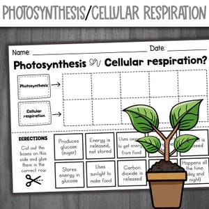 Photosynthesis and Cellular Respiration Sorting Activity | Cut and Paste Sort Activity