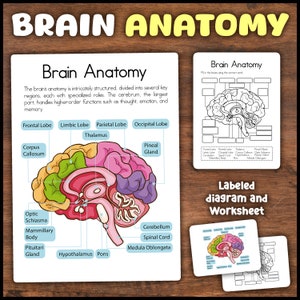 May include: A colorful diagram of the human brain with labels for each part, including the frontal lobe, limbic lobe, parietal lobe, occipital lobe, thalamus, corpus callosum, pineal gland, optic chiasma, mammillary body, pituitary gland, hypothalamus, pons, cerebellum, spinal cord, and medulla oblongata. The diagram is accompanied by a worksheet with a blank brain outline and labels for the user to fill in.