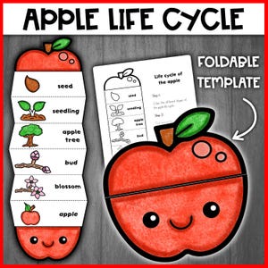 Apple Life Cycle Activity Craft | Life cycle of an Apple | Apple Tree life Cycle | Apple Paper Craft Foldable Template