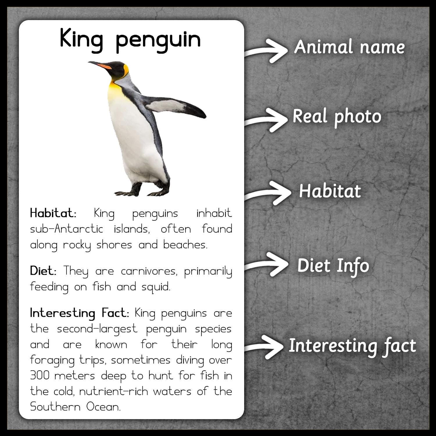 Animals From Antarctica | Antarctic Animals | Flashcards | Animals ...