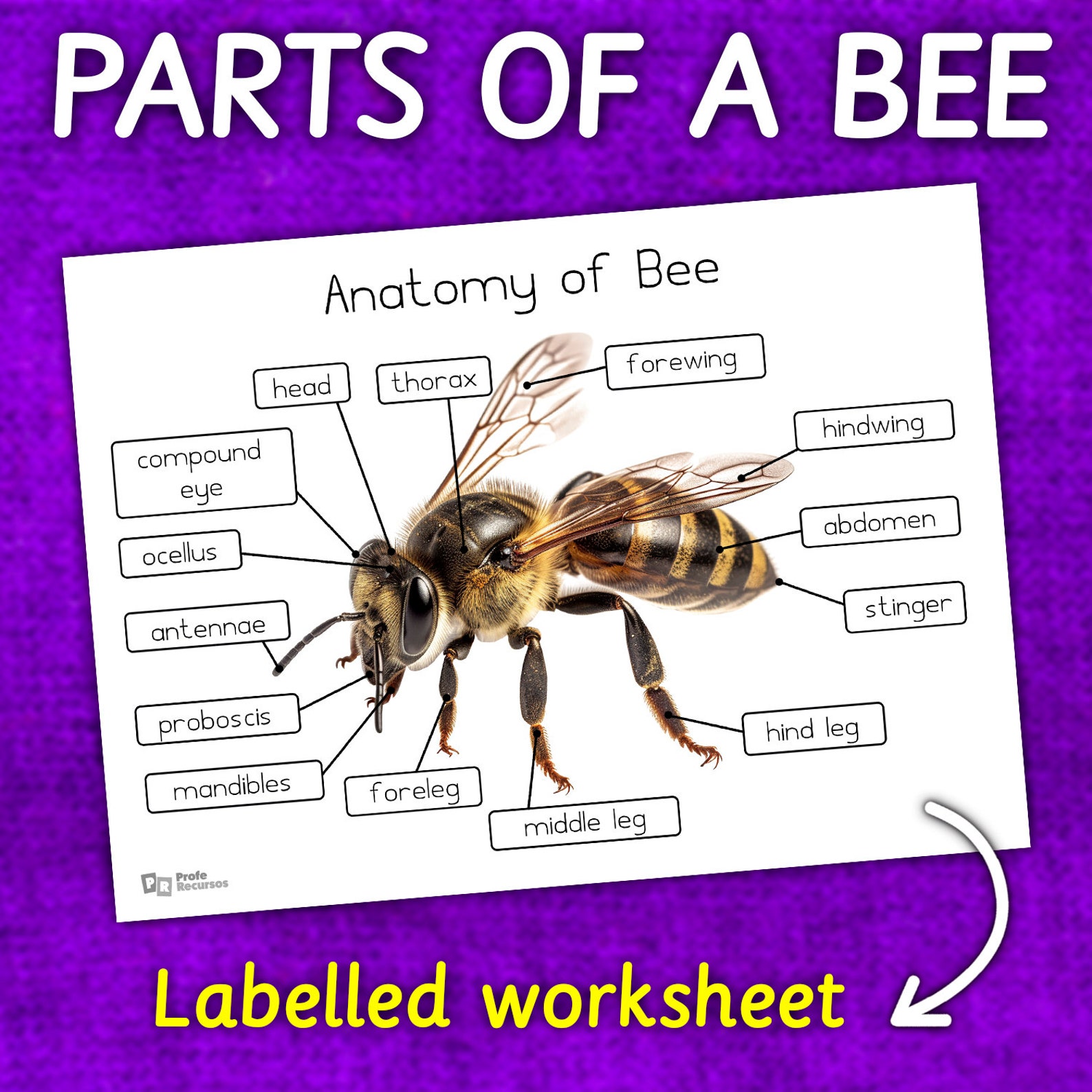 Parts Of A Bee Bee Anatomy Diagram Labeled Diagram Of A Bee Etsy parts-of-a-bee-bee-anatomy-diagram-labeled-diagram-of-a-bee-etsy