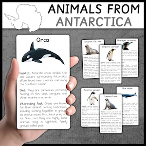 Animals from Antarctica | Antarctic Animals | Flashcards | Animals Montessori Cards