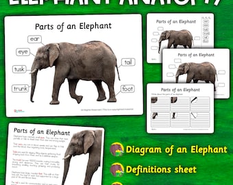 Elephant Anatomy Parts Elephants Parts of an Elephant Diagram Elephant Display Poster Elephant Parts Printable