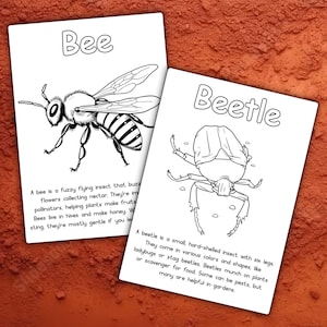 May include: Black and white line art illustration of a bee and a beetle. The bee is a fuzzy flying insect that buzzes flowers collecting nectar. The beetle is a small, hard-shelled insect with six legs. They come in various colors and shapes, like ladybugs or stag beetles. Beetles munch on plants or scavenge for food. Some can be pests, but many are helpful in gardens.