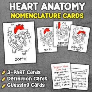 Anatomieteile des menschlichen Herzens Nomenklaturkarten des menschlichen Herzens Dreiteilige Karten des menschlichen Herzens Montessori-Anatomiekarten Kreislaufsystem