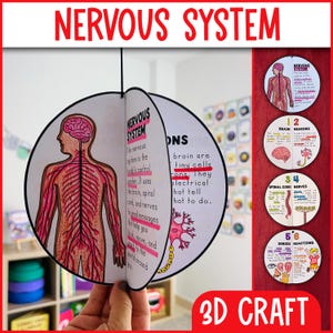 Puede incluir: Un proyecto de manualidades 3D con la etiqueta "NERVOUS SYSTEM" en rojo, que presenta una estructura circular en forma de libro abierto con ilustraciones del sistema nervioso humano. El texto incluye "cerebro, médula espinal y nervios".