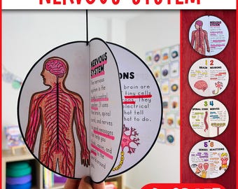 Bastelaktivität zum Diagramm des Nervensystems | Projekt „Menschliche Körpersysteme“