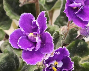Big Josh African Violet, leaf cutting 2 per pack